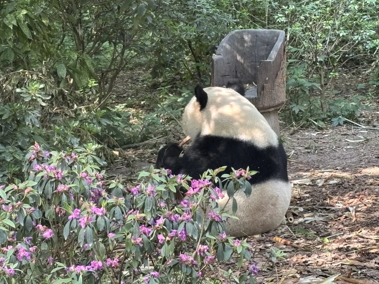 五一四川精华游：九寨沟四姑娘山熊猫基地三