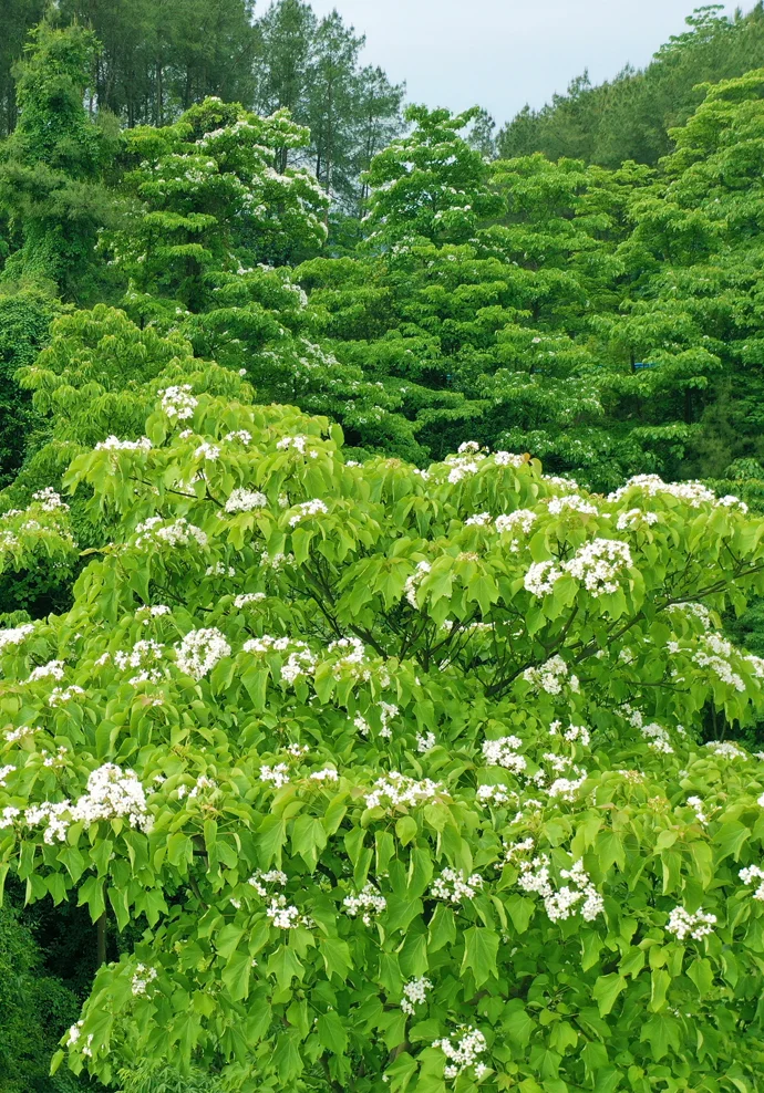 ⌈桐子花暴雪⌋限时降临！闯入白月光的世界