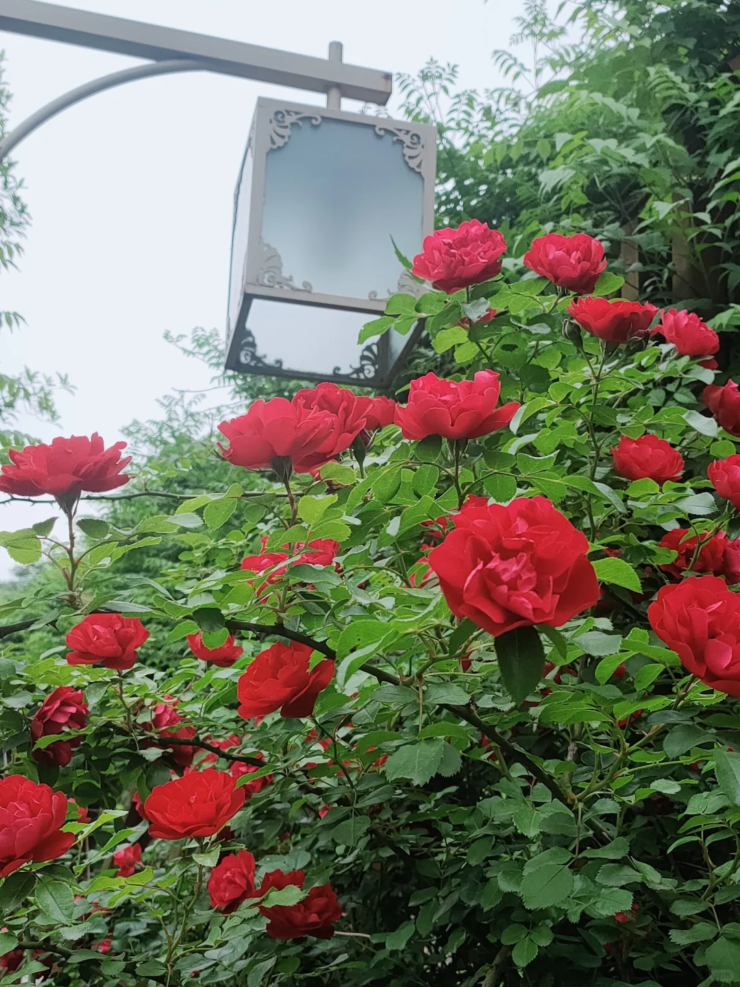 ⌈桐子花暴雪⌋限时降临！闯入白月光的世界