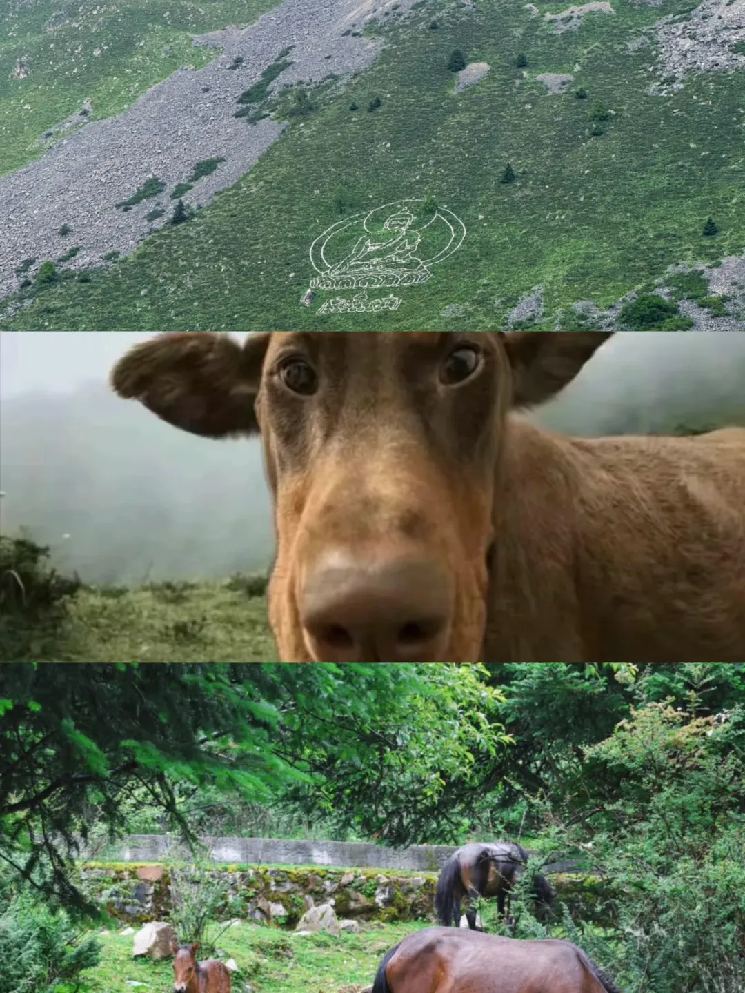 又到了川西可以封神的季节