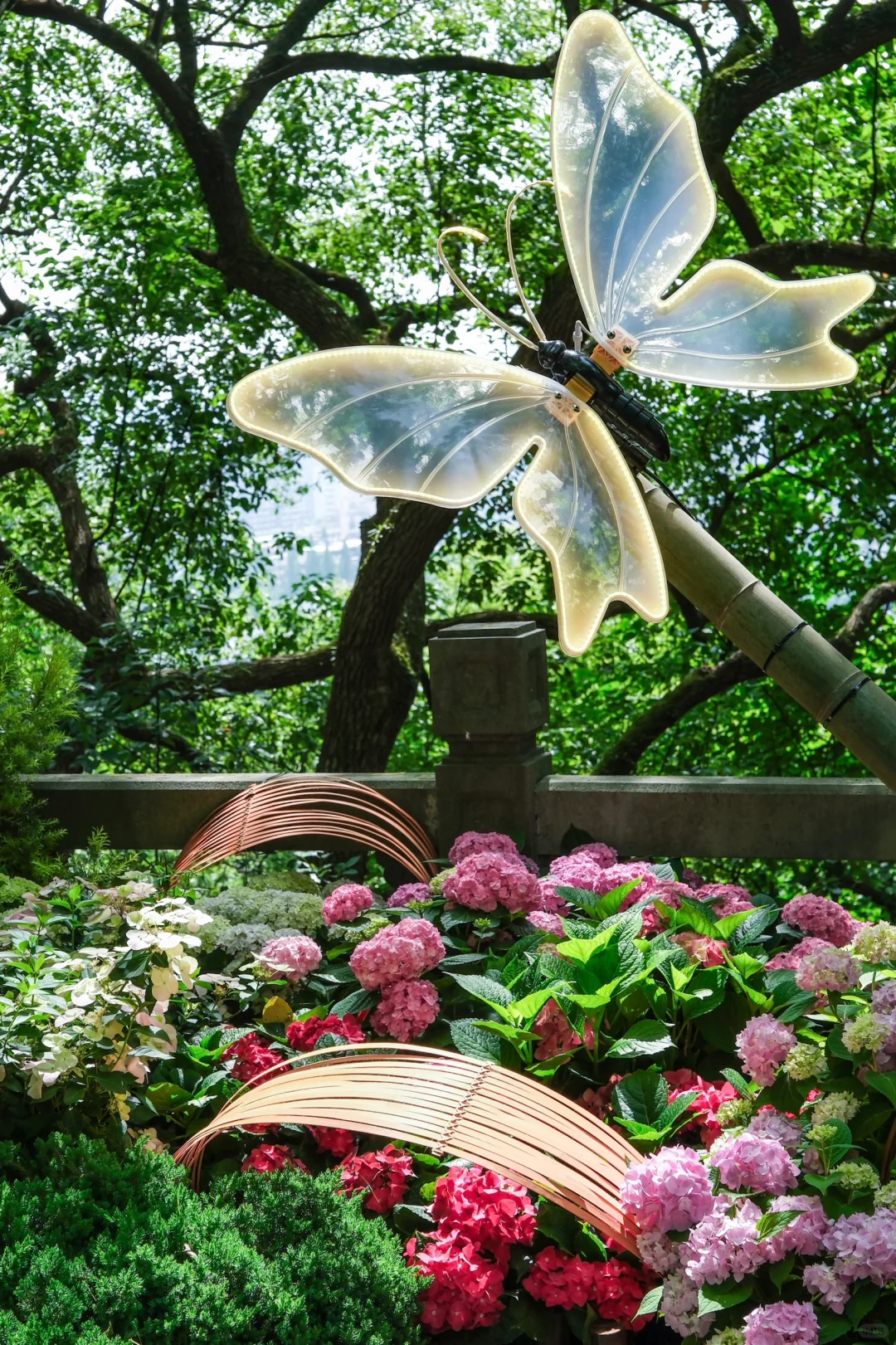 今年的绣球花展，吴山天风赢麻了！🌸