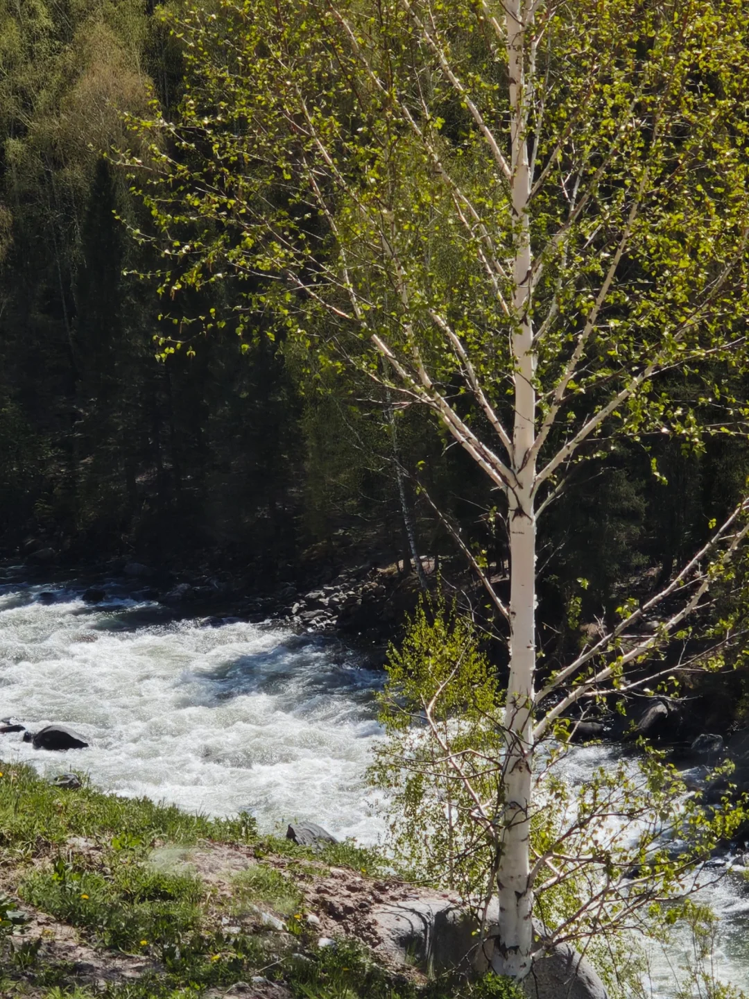 5月喀纳斯真实现状‼️别再问值不值得去啦