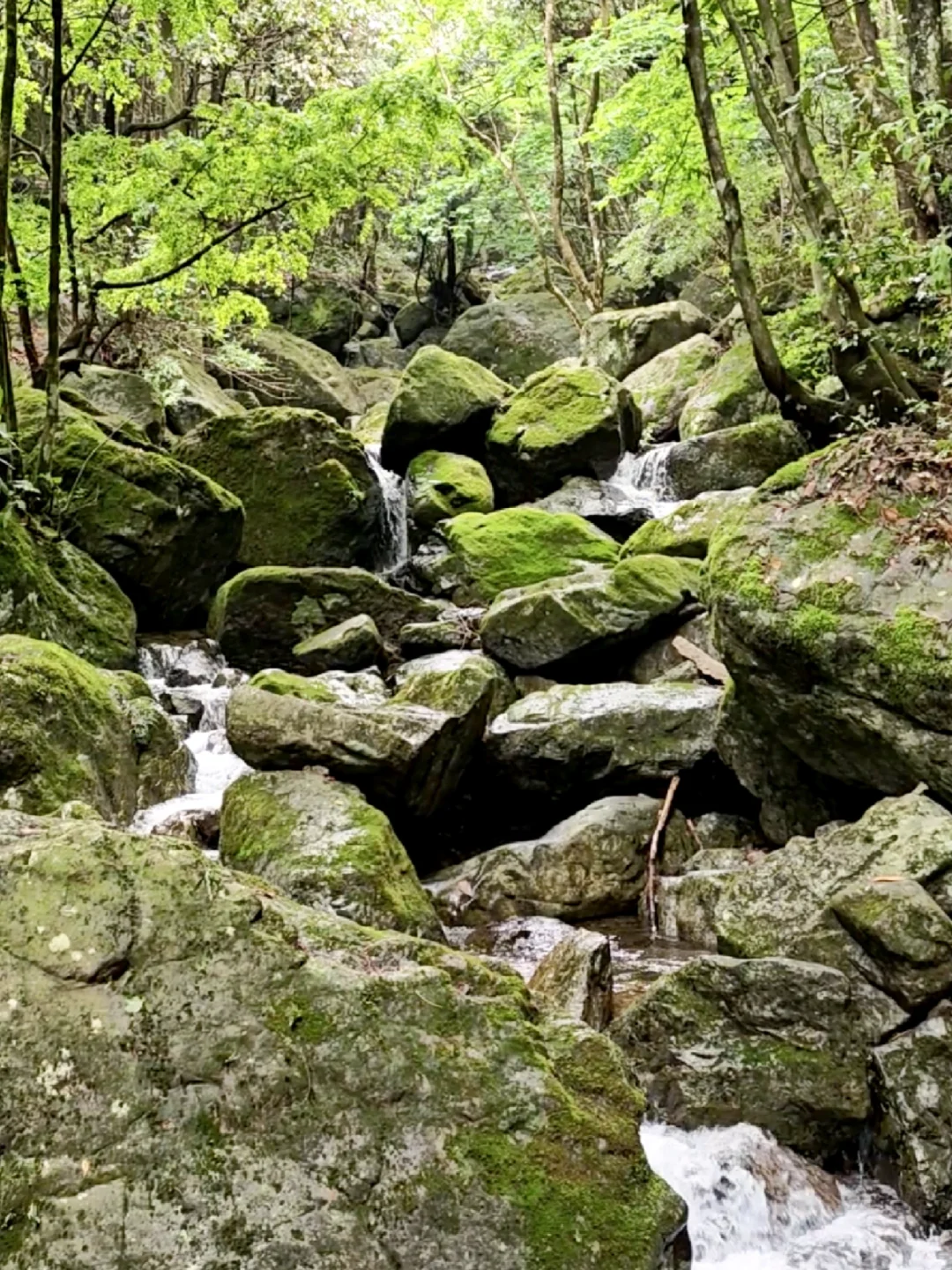 盛夏来临之前，有幸遇见