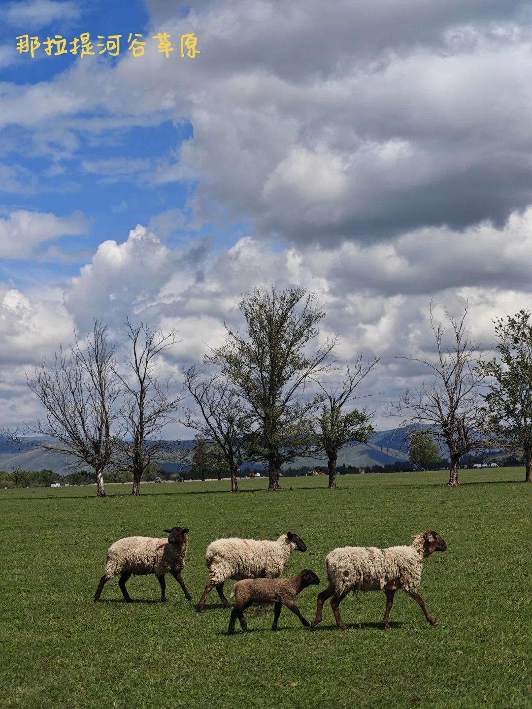 北疆旅游，全网最详细攻略！