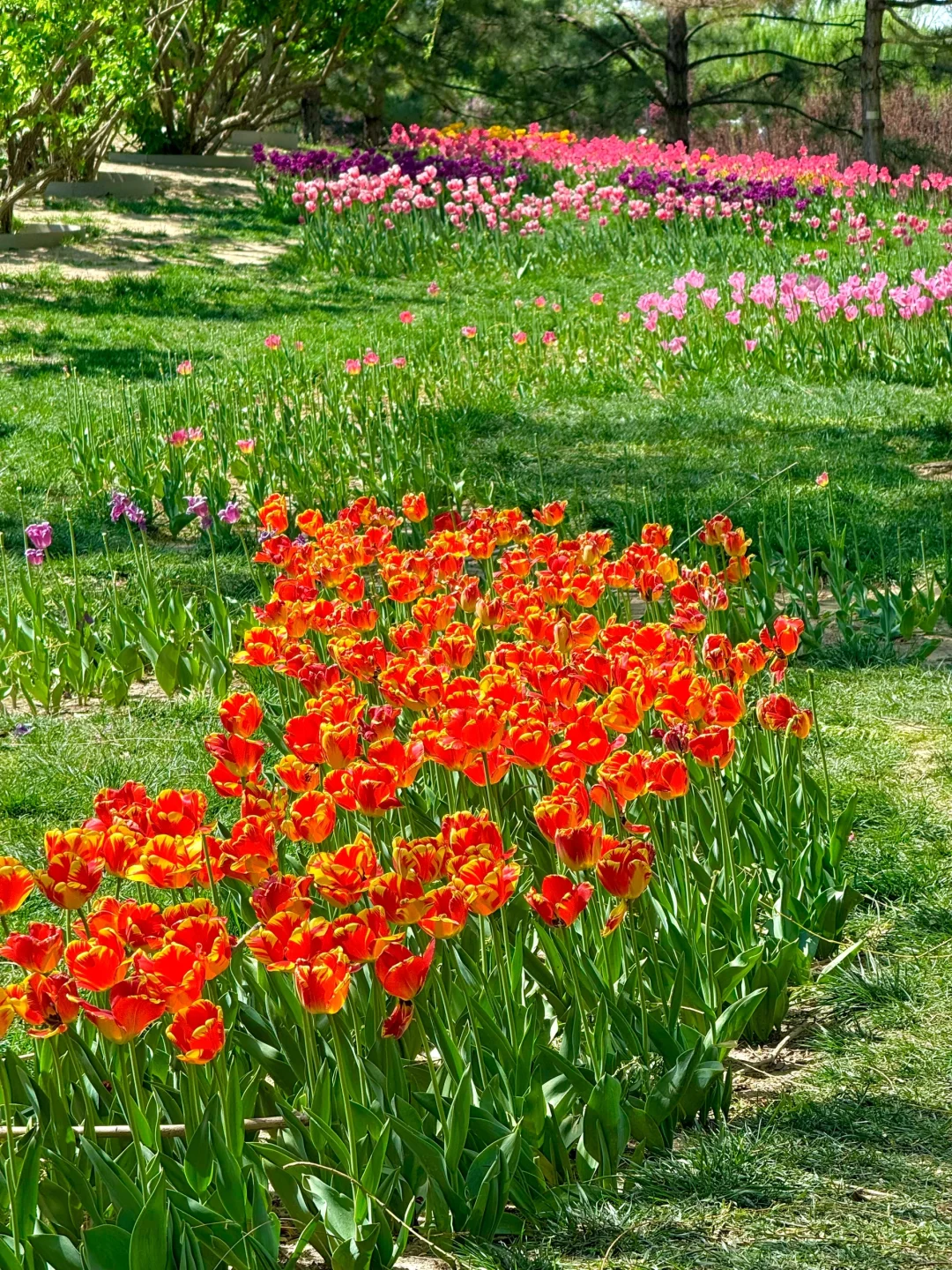 4.15实拍live，北京有自己的莫奈花园‼️