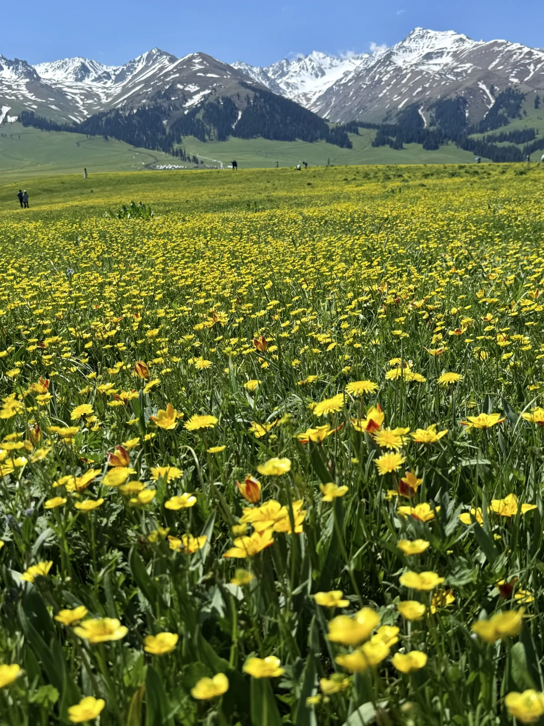 Live图的意义，我终于找到了梦中的那片草原