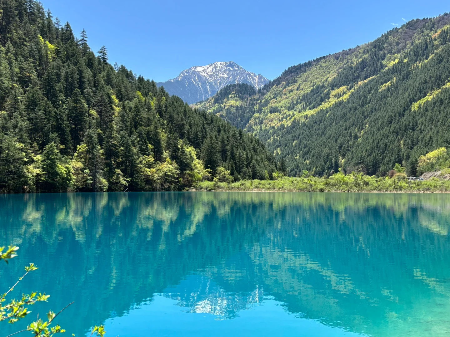 五一四川精华游：九寨沟四姑娘山熊猫基地三