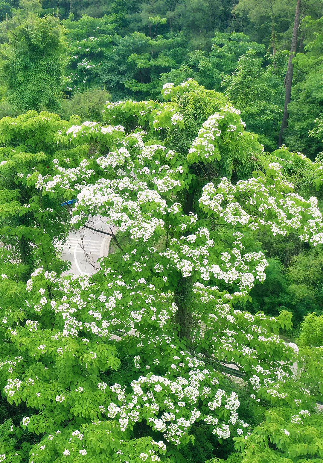 ⌈桐子花暴雪⌋限时降临！闯入白月光的世界