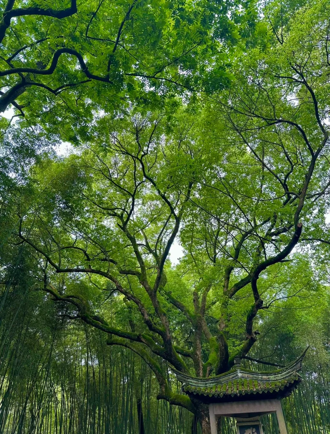 【跟着唐诗去旅行】李白篇3