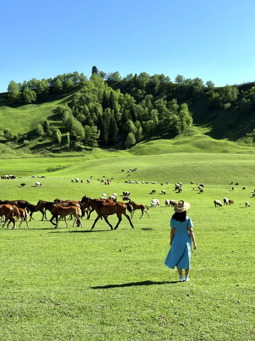 Live图的意义，我终于找到了梦中的那片草原