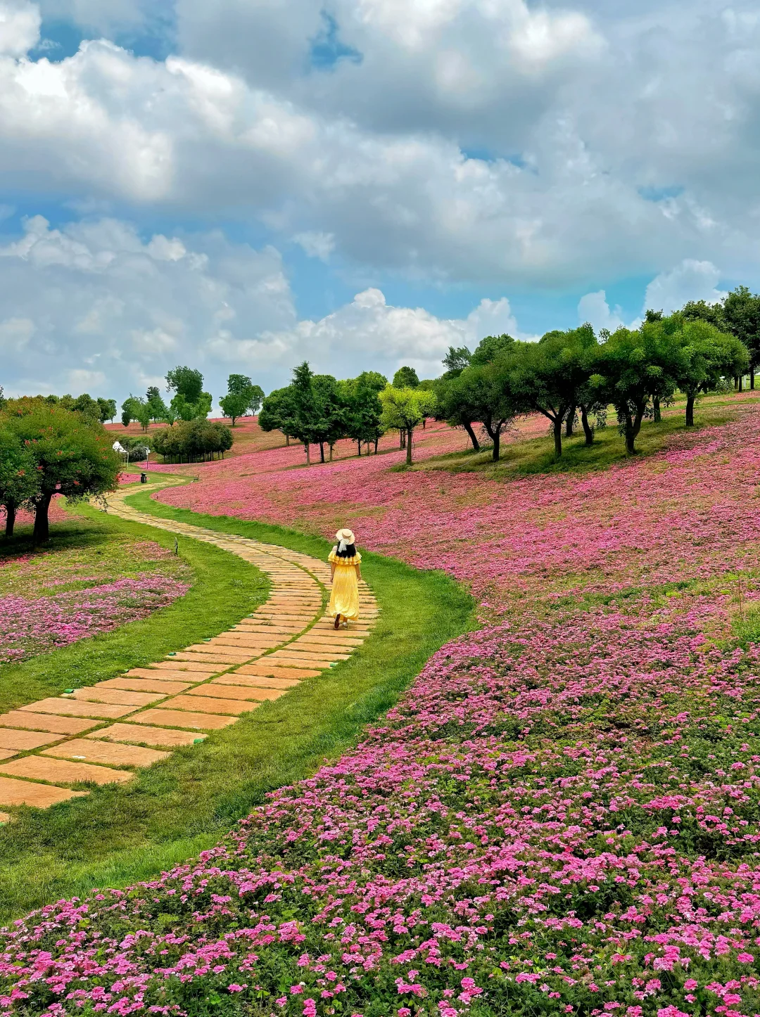 为了这片花海，特意✈️一趟云南，弥勒好美😻
