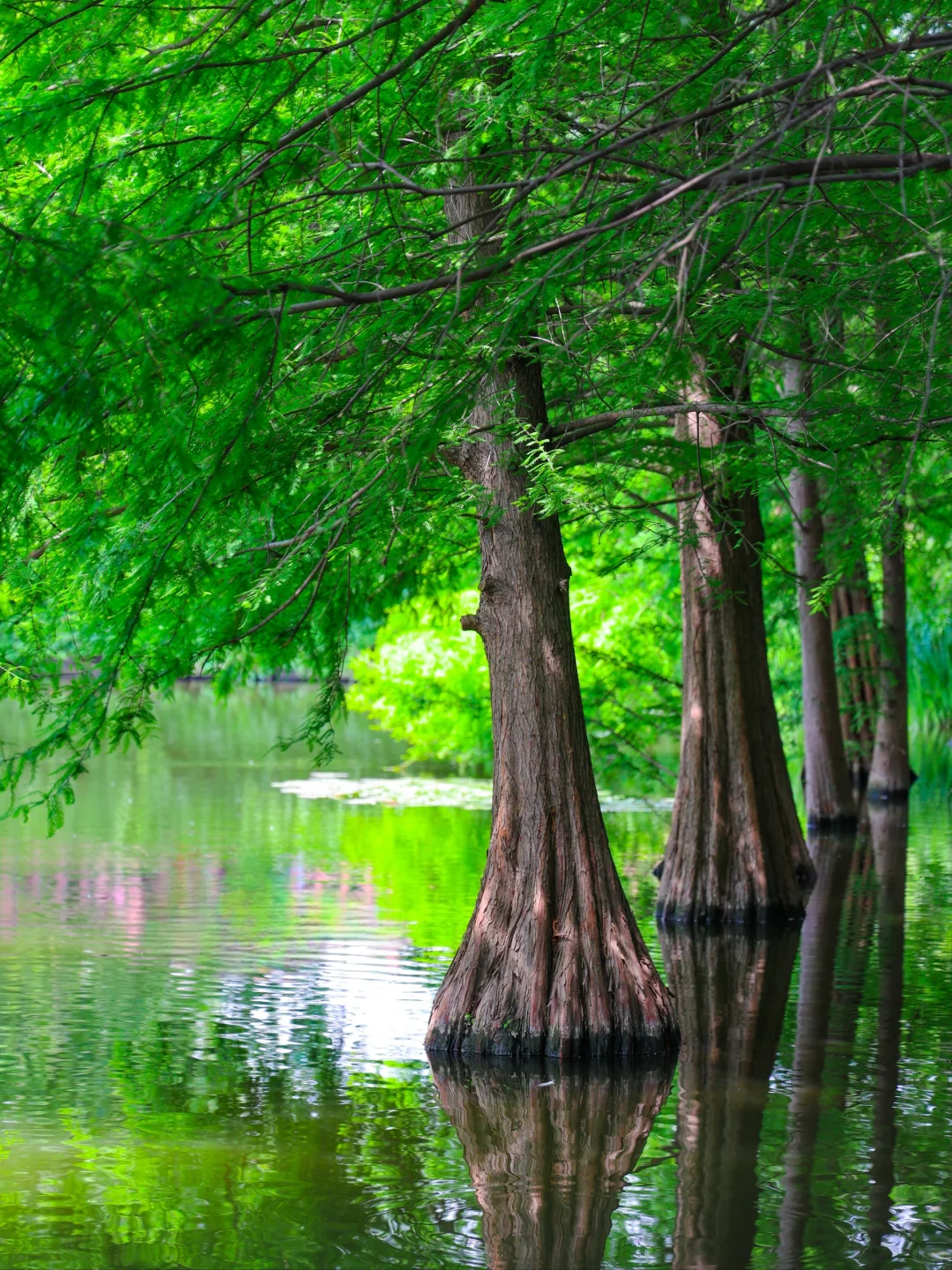 5.19实拍!南京水杉林新发现!不花钱攻略