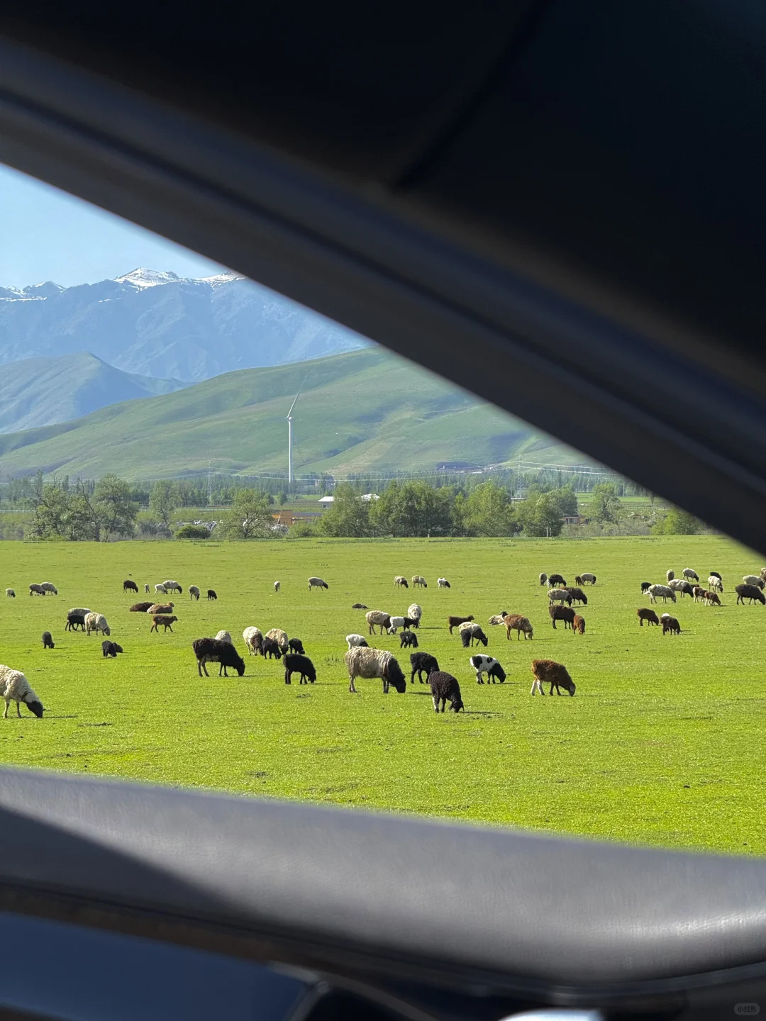 Live图的意义，我终于找到了梦中的那片草原