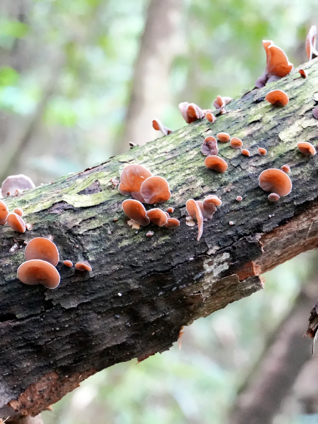 盛夏来临之前，有幸遇见