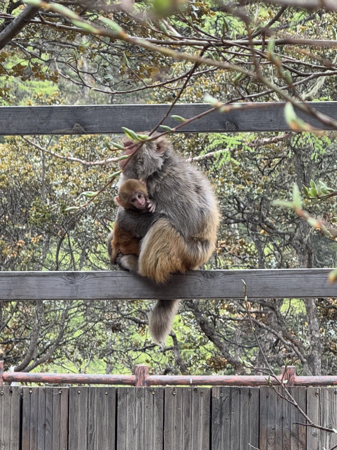 5.19稻城亚丁实况🌳从你的全世界路过…