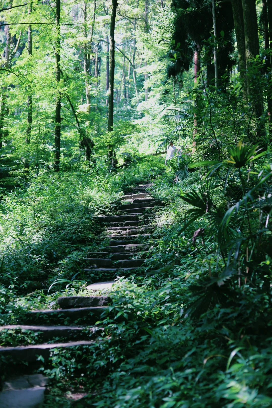 成都📍1h直达！巨凉快！不费腿避暑宝藏徒步地