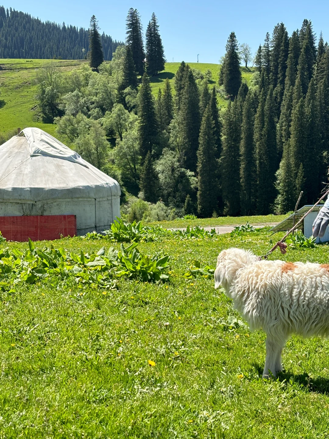 广东出发想去伊犁的可以借鉴！