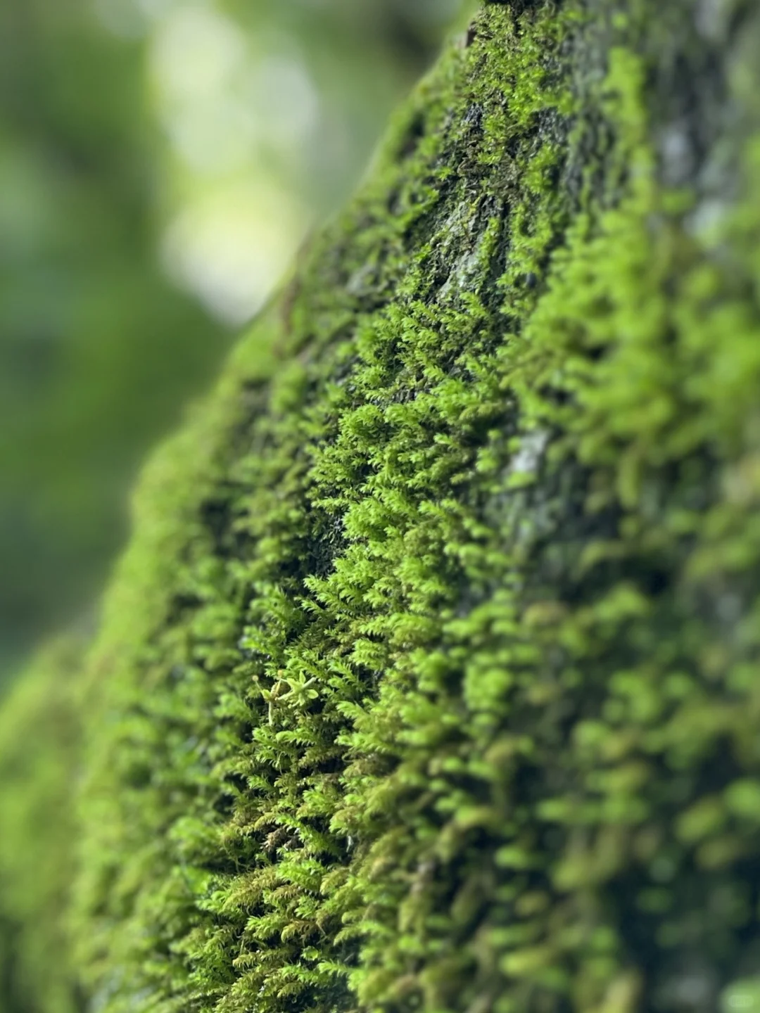 盛夏来临之前，有幸遇见