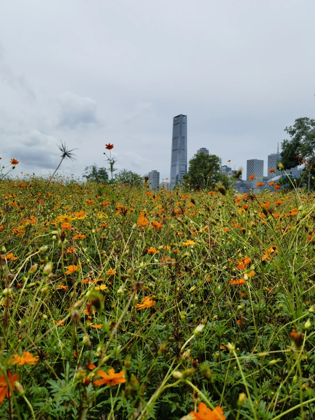 油画般的黄秋英花海——不用去啦