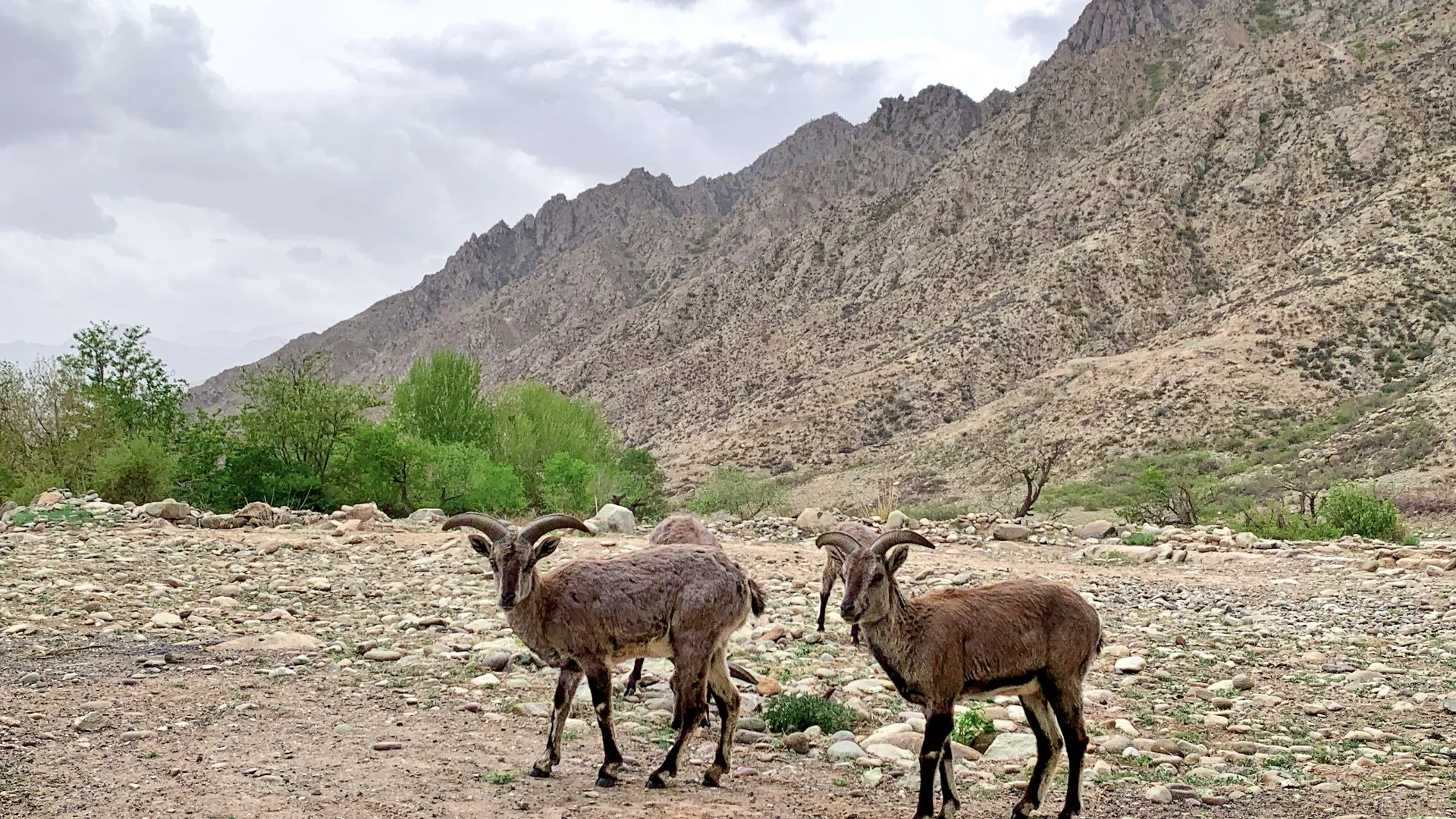 西夏陵+岩画+漫葡小镇一日游攻略和体会🥰