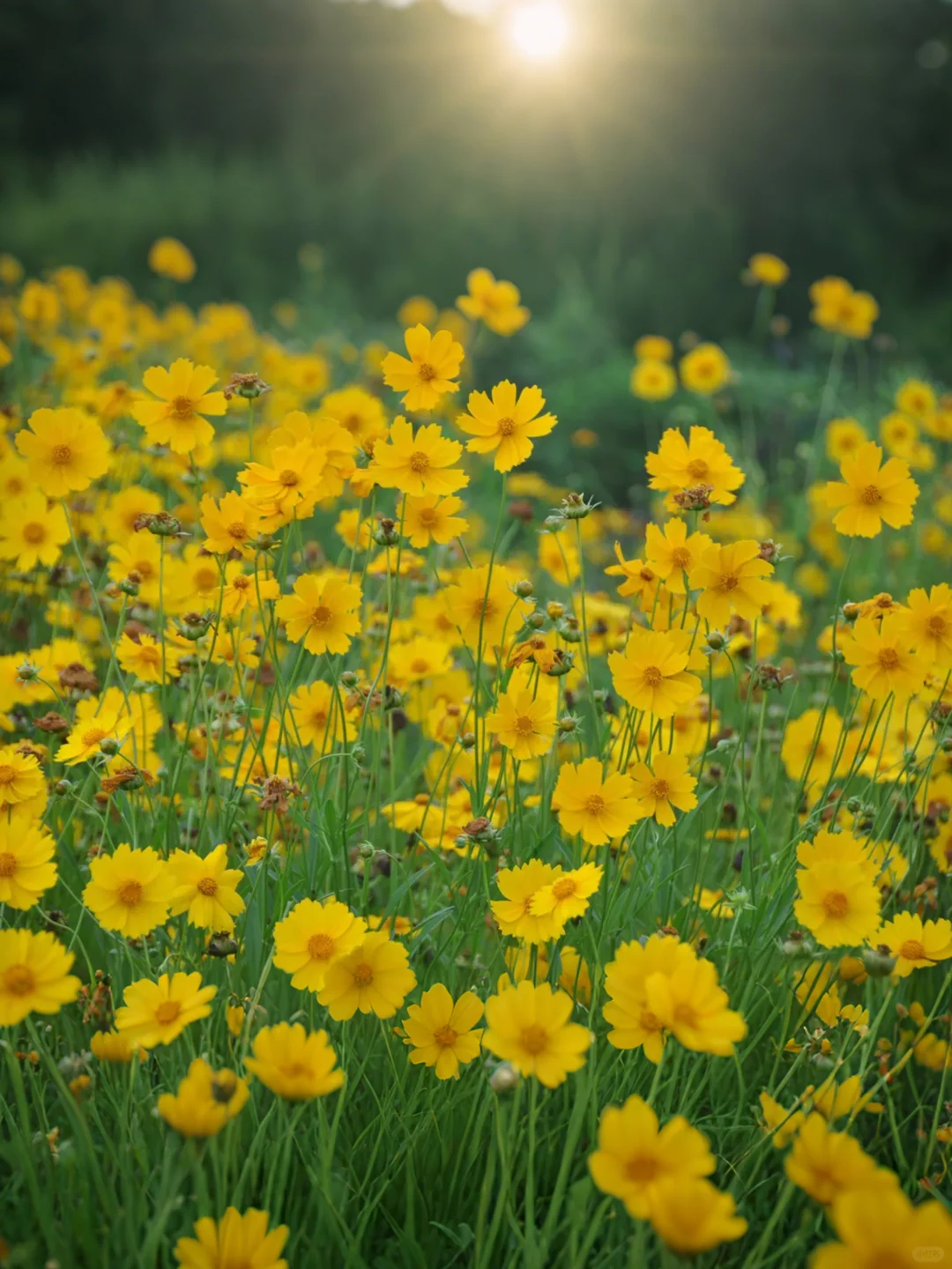 ⌈桐子花暴雪⌋限时降临！闯入白月光的世界