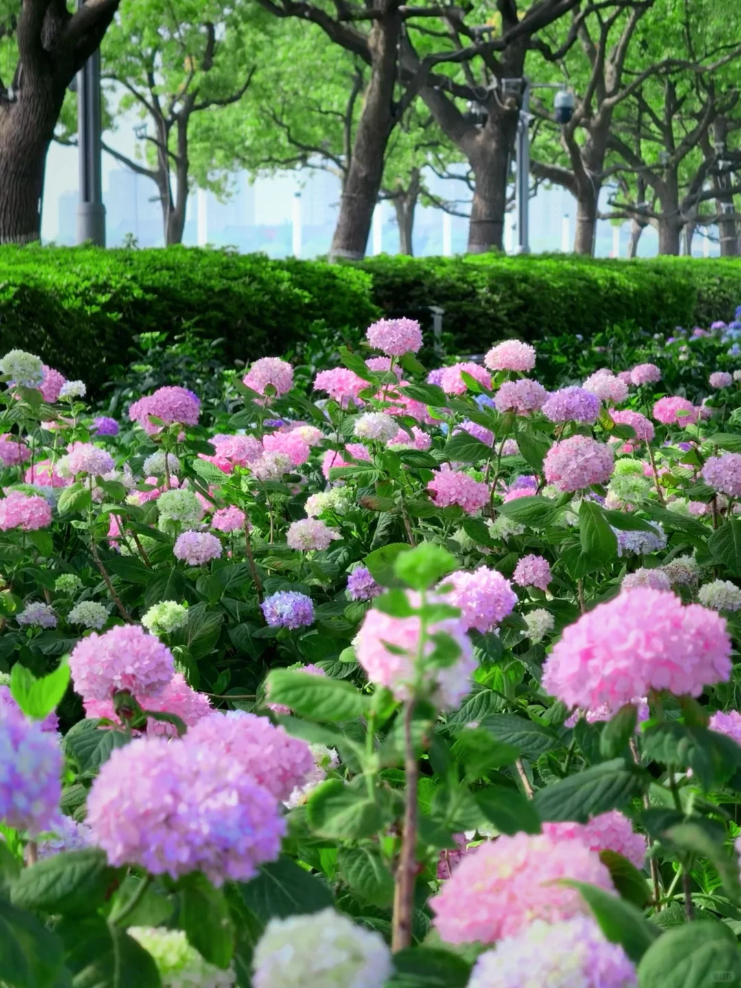 5.19live实拍💙金鸡湖畔开满无尽夏的浪漫💜