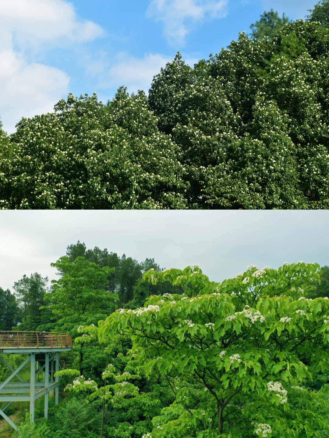 ⌈桐子花暴雪⌋限时降临！闯入白月光的世界