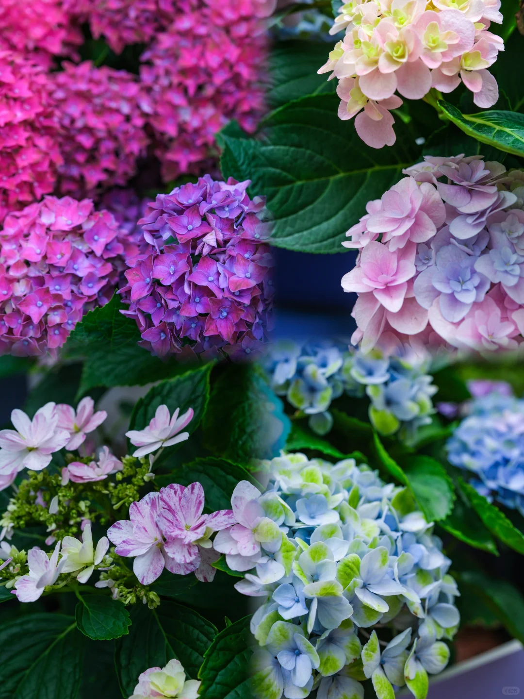 今年的绣球花展，吴山天风赢麻了！🌸