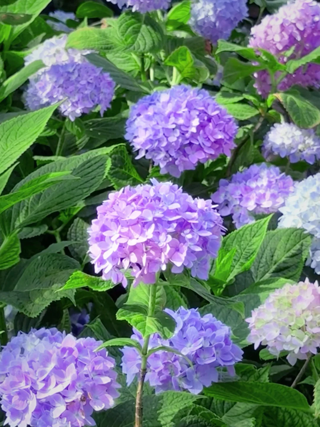 5.19live实拍💙金鸡湖畔开满无尽夏的浪漫💜