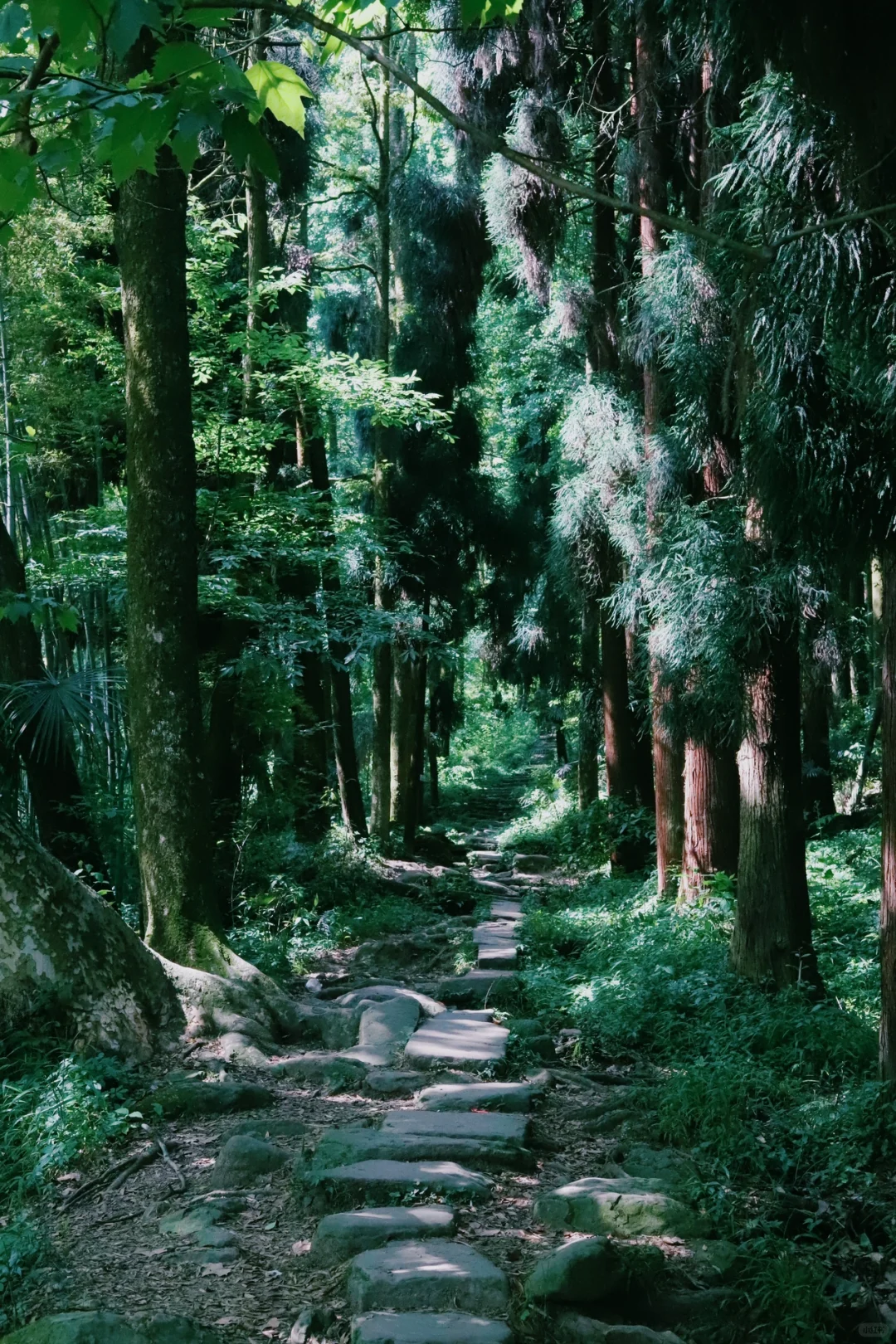 成都📍1h直达！巨凉快！不费腿避暑宝藏徒步地