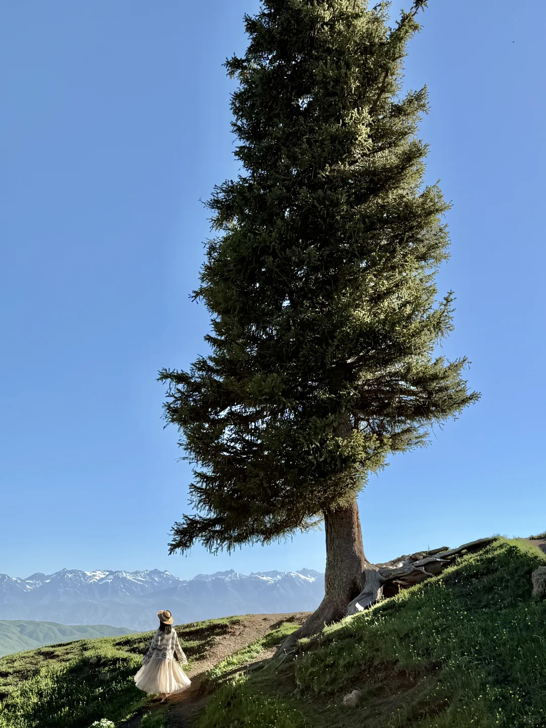 Live图的意义，我终于找到了梦中的那片草原