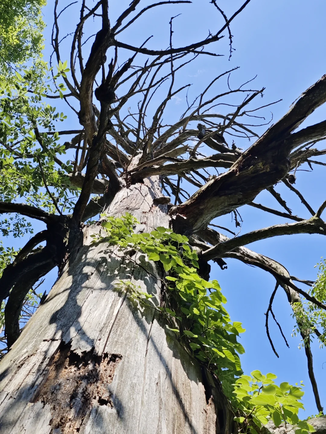 盛夏来临之前，有幸遇见