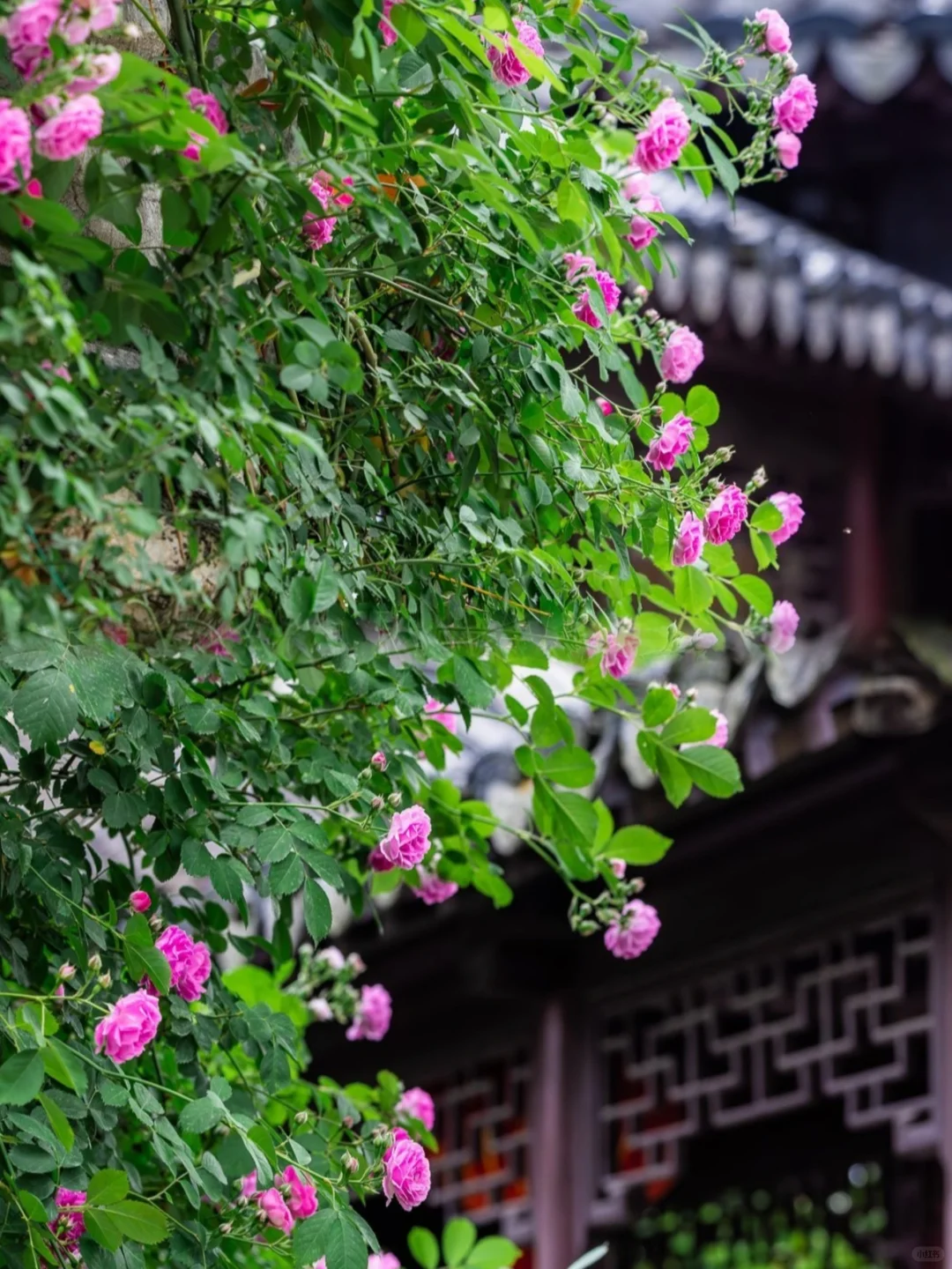 🏞️五月份必去的六大绝美景点！速速出发