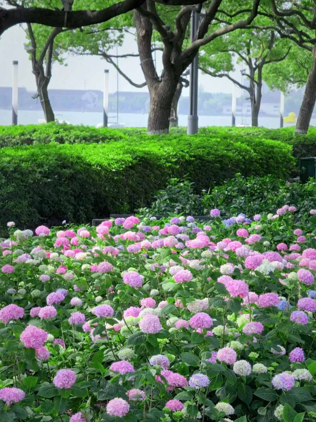 5.19live实拍💙金鸡湖畔开满无尽夏的浪漫💜