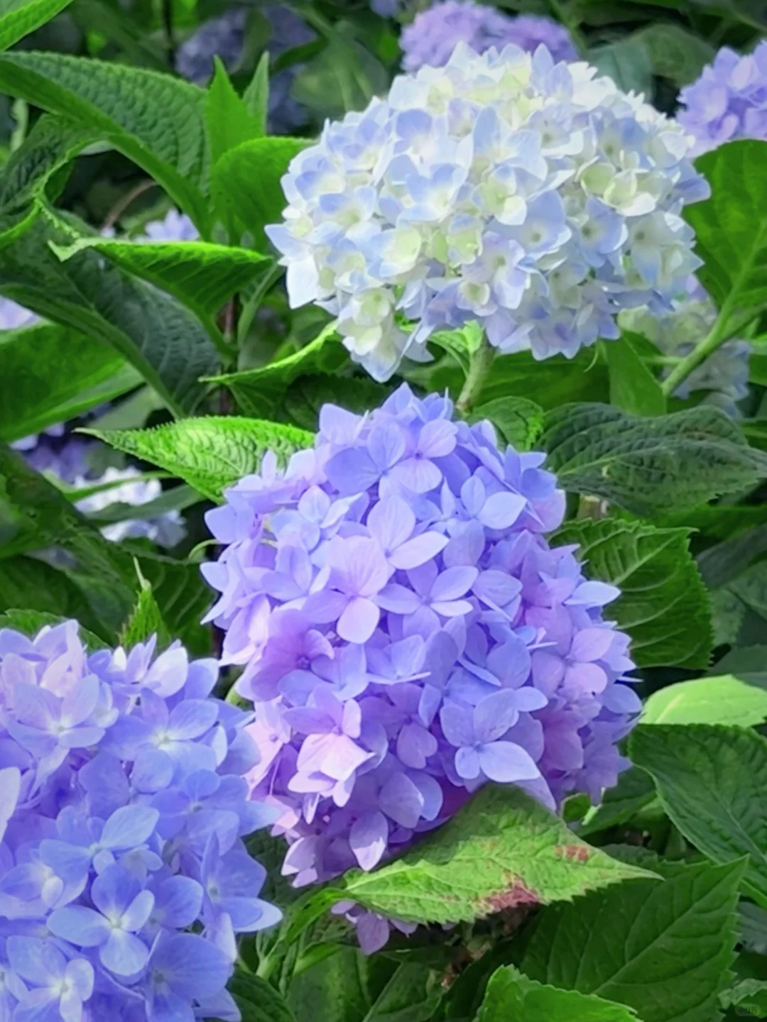 5.19live实拍💙金鸡湖畔开满无尽夏的浪漫💜