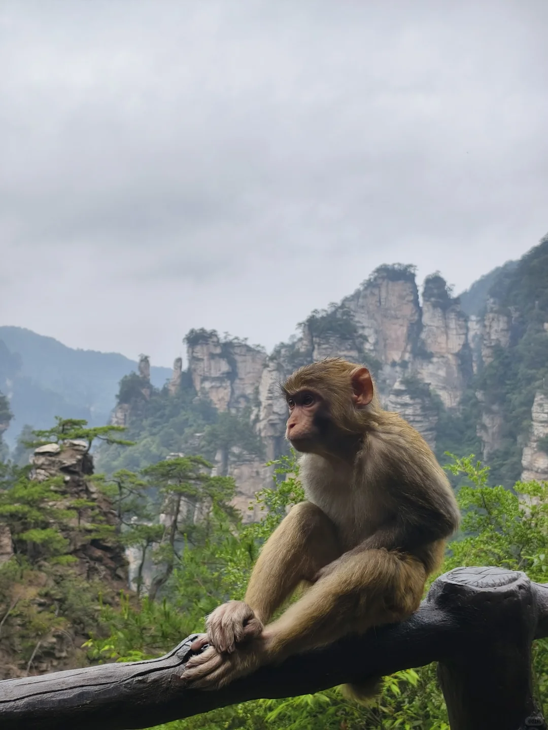 5.20森林公园南门9.30进不排队的一天