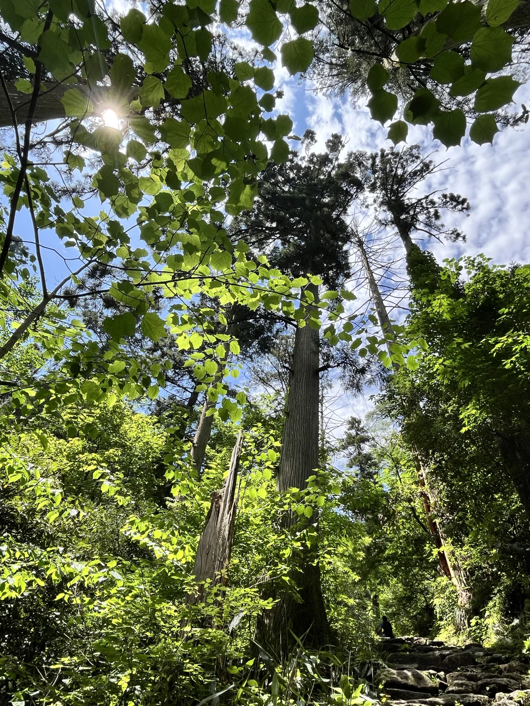 盛夏来临之前，有幸遇见