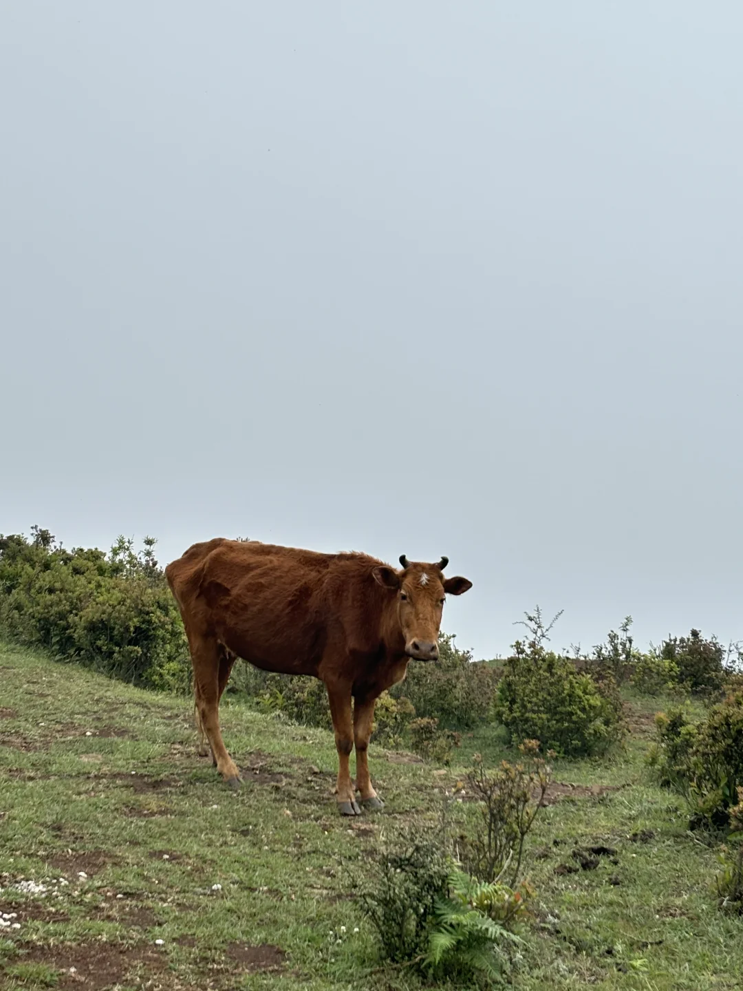📍贵州 乌蒙大草原真太美了！