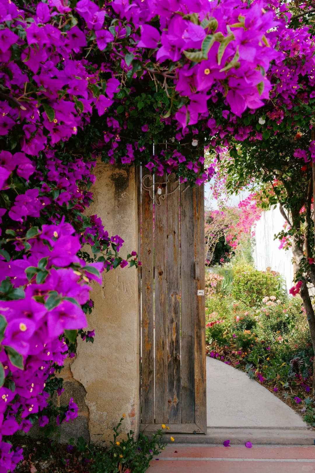 满墙热烈的初夏