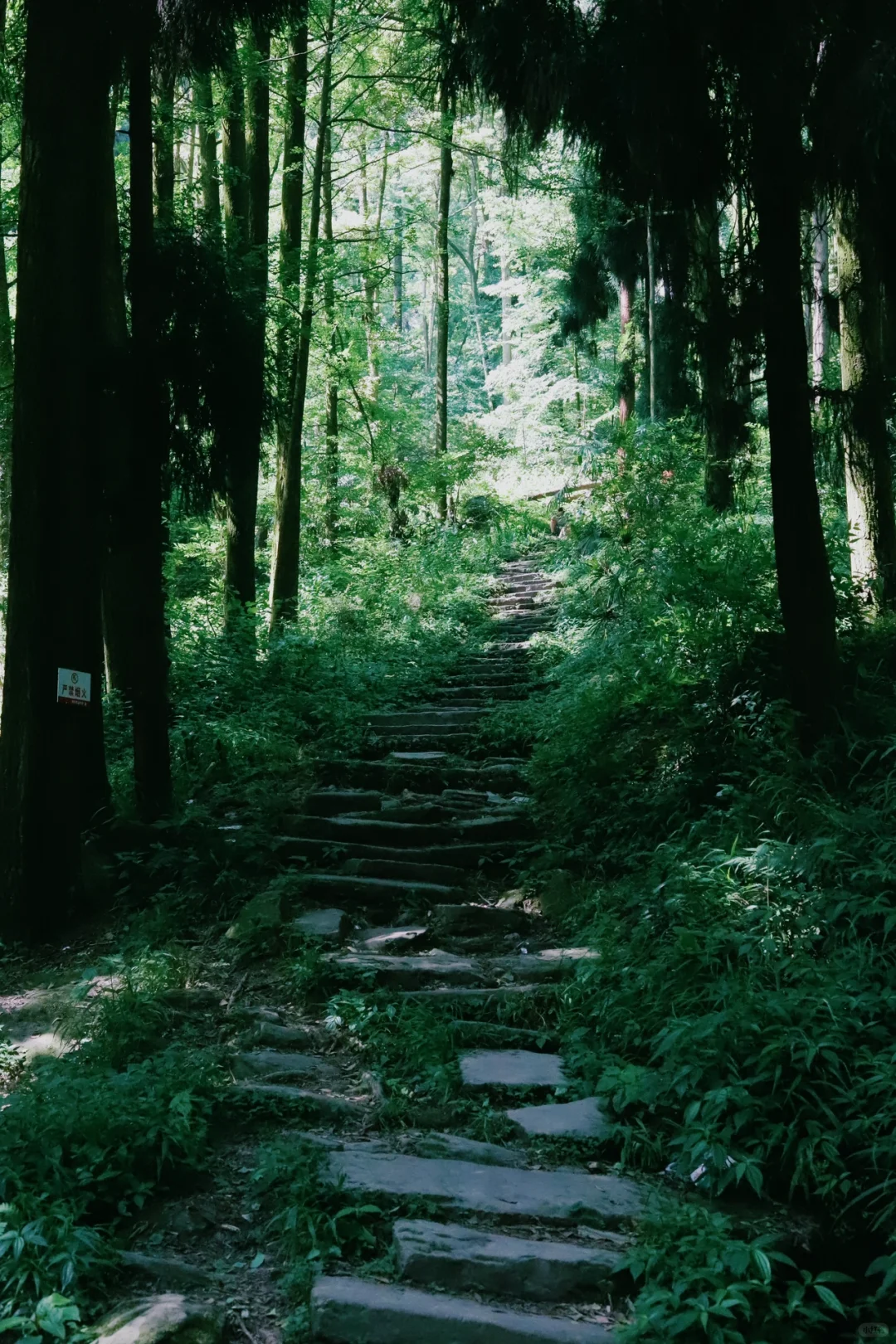 成都📍1h直达！巨凉快！不费腿避暑宝藏徒步地