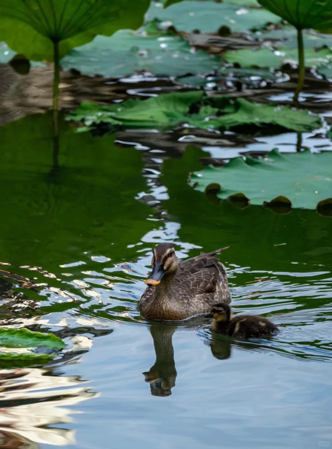 【跟着唐诗去旅行】李白篇3