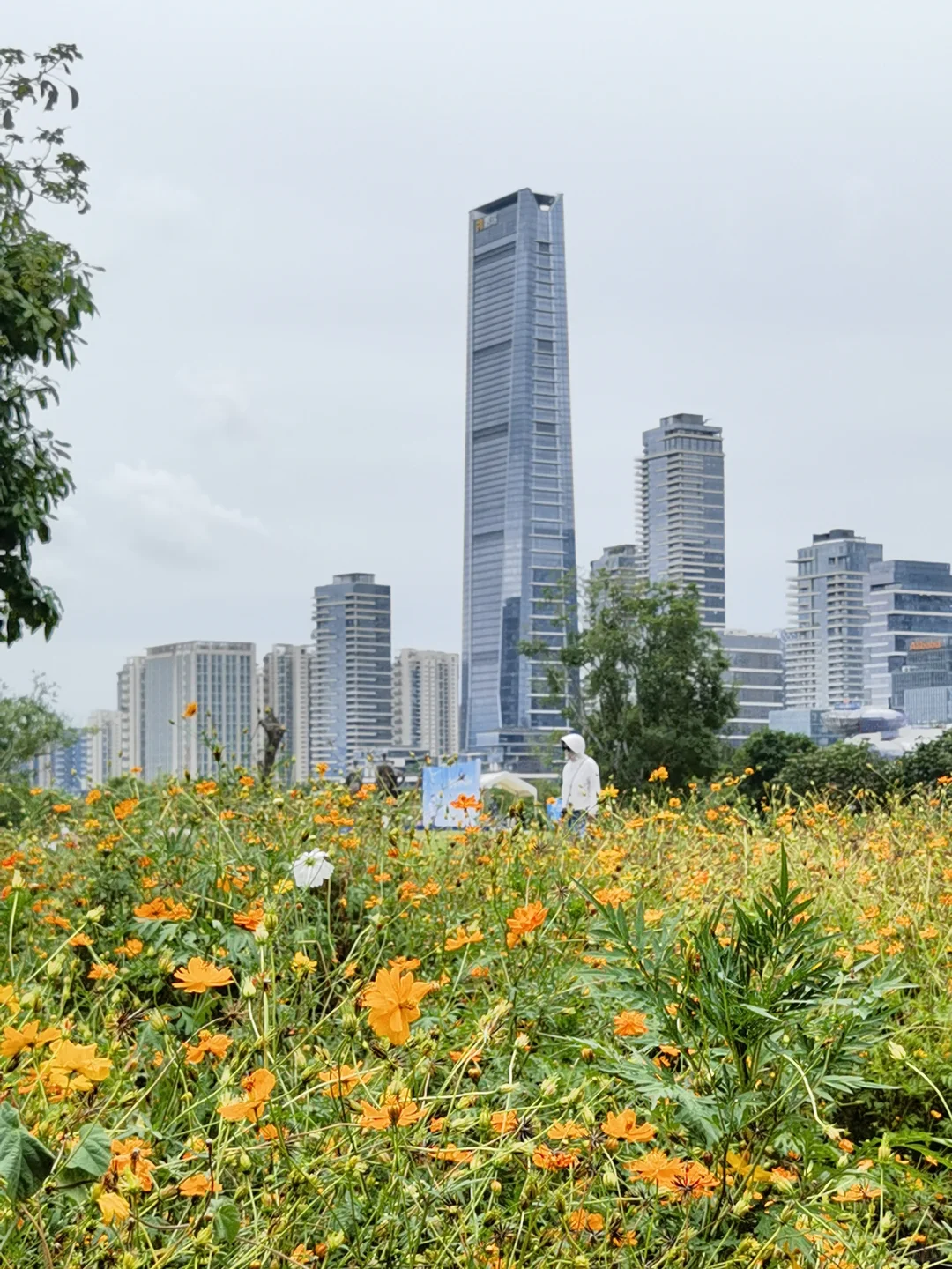 油画般的黄秋英花海——不用去啦