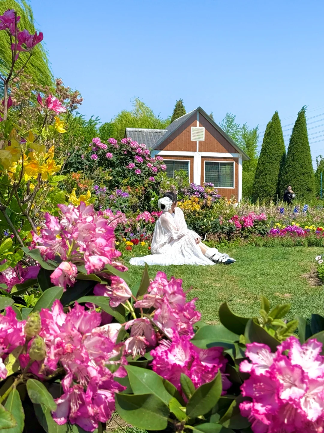 4.15实拍live，北京有自己的莫奈花园‼️