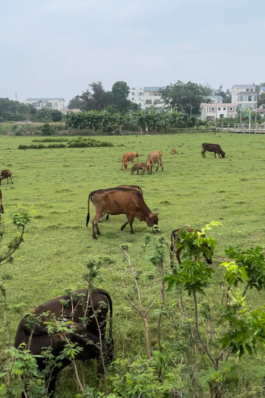 五月中下旬涠洲岛旅游大实话都在这里了！！