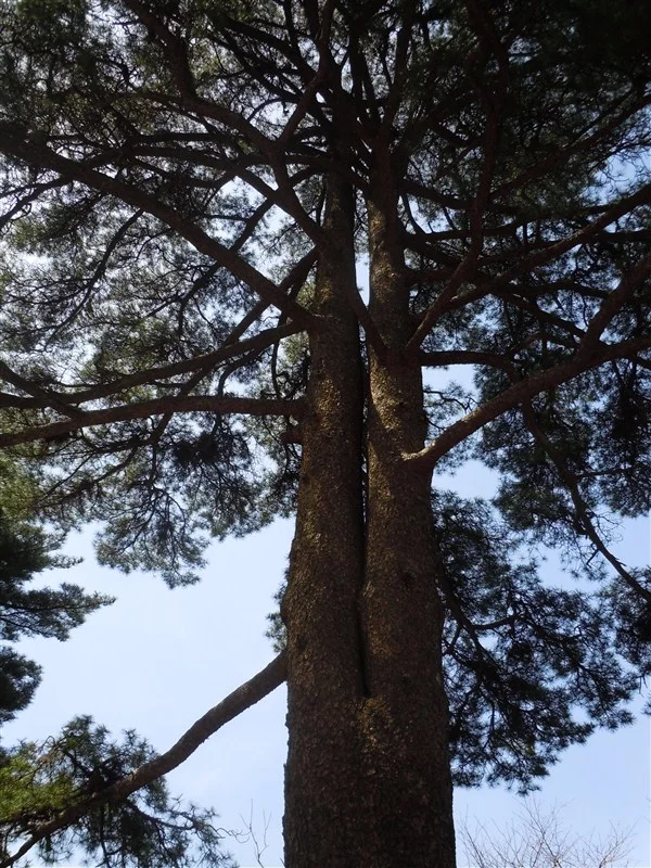 13年前黄山的日出与云海