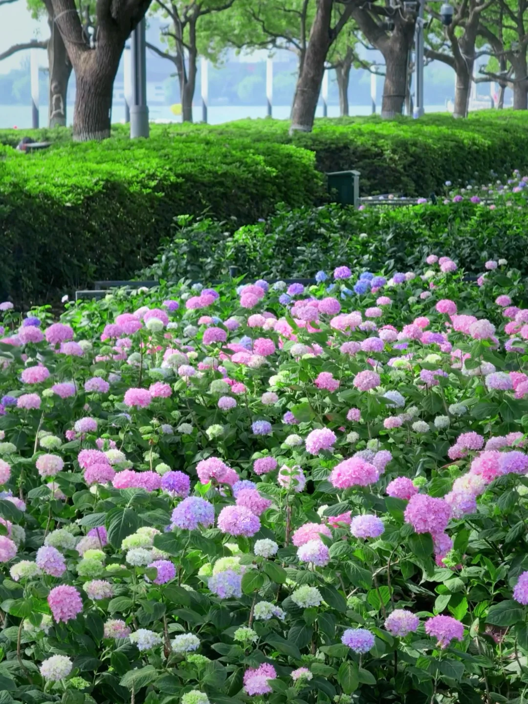 5.19live实拍💙金鸡湖畔开满无尽夏的浪漫💜
