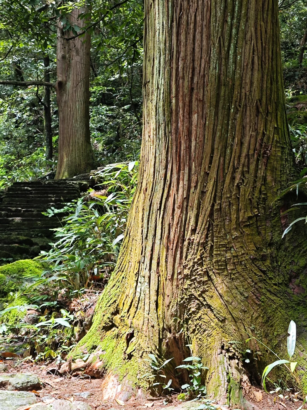 盛夏来临之前，有幸遇见