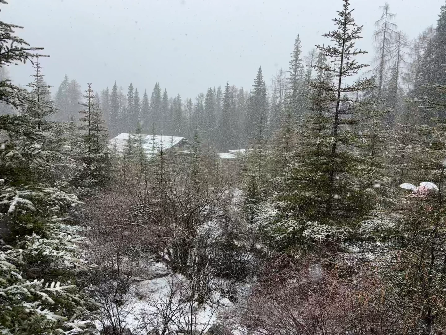 五一四川精华游：九寨沟四姑娘山熊猫基地三