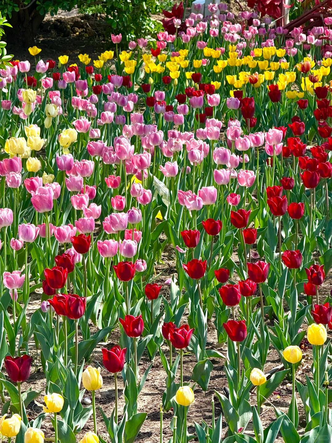 4.15实拍live，北京有自己的莫奈花园‼️