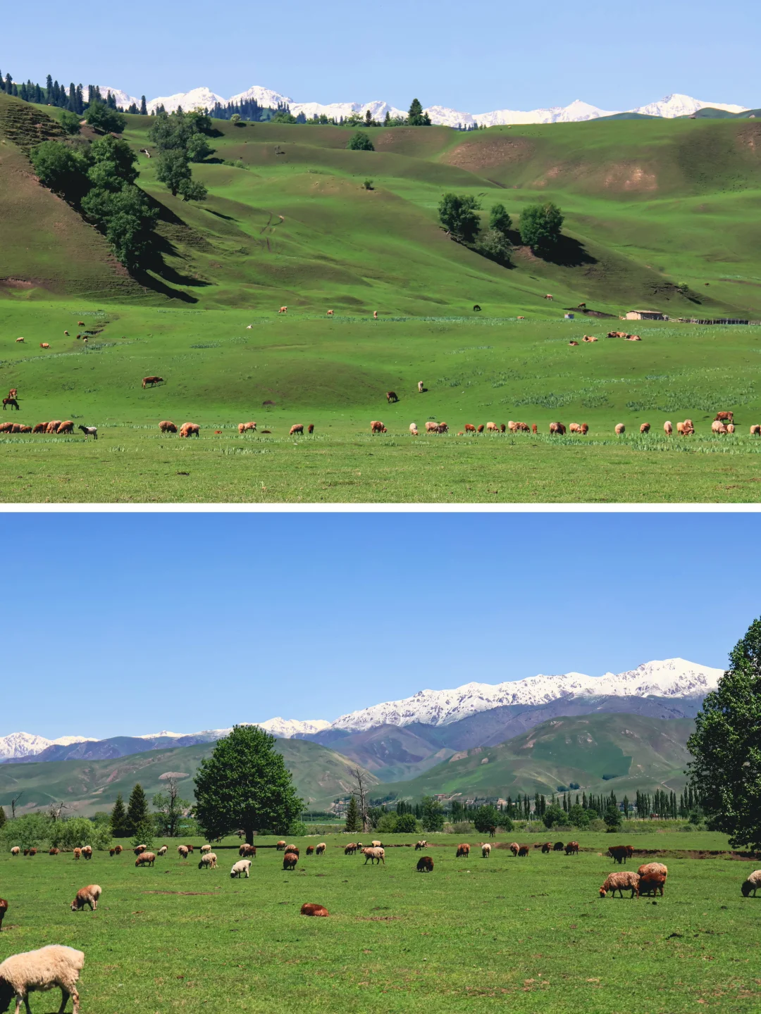 去过十几次新疆，说说我心中最美草原前三